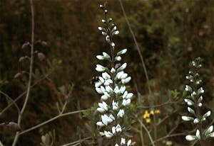 False Wild Indigo growing on land of the former Grand Prairie.  Photo copyright Richard Brewer 2009.