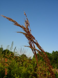 Indian grass, one of the dominant tall grasses in mesic prairie.  Photo copyright 2009 Richard Brewer