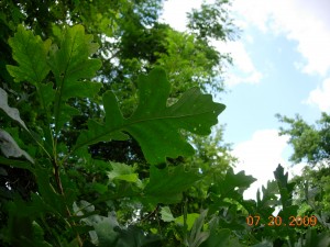 Bur Oak at the Colony Farm Orchard, a protected area threatened by expansion of the WMU Business Park