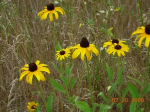 Black-eyed susan at Colony Farm Orchard, a protected site in Oshtemo Township threatened by expansion of the WMU business park