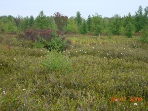Tamarack bog with leatherleaf and cottongrass.  Photo by Richard Brewer