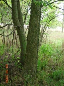 Hackberry at Colony Farm Orchard.  Often a floodplain tree, hackberry is also characteristic of Midwestern prairie groves.  Photo by Richard Brewer