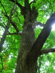 An large open-grown tulip tree now surrounded by other trees at Colony Farm Orchard.  Photo by Richard Brewer