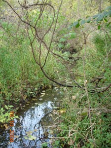 A small stream in the springy area at the north end of the Colony Farm Orchard.  Photo by Richard Brewer.