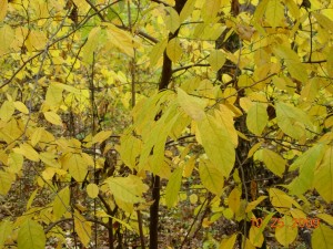 Spicebush, late October, Oshtemo Township, Section 9.  Photo by Richard Brewer