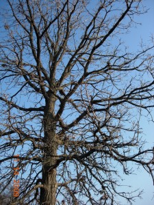 Large, old bur oak, one of many at Colony Farm Orchard.  Photo by Richard Brewer