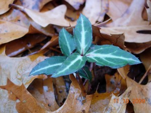 Spotted wintergreen, Oshtemo Township, Section 9.  Photo by Richard Brewer.